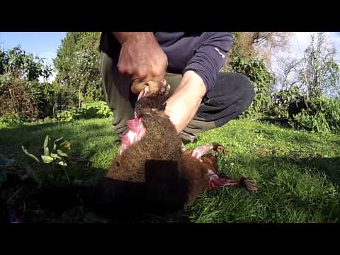 how to skin a possum nz