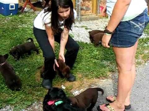 AKC Chocolate Labrador Retriever Puppies for Sale born May 12, 2011