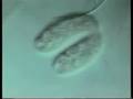 videos de Biologia Evolutiva (parte 2/2)