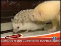 Hurones Espa�a directo (la primera)
