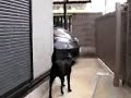 シン親びんから逃げる瑞希