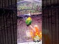 Love Bird Jaran Goyang