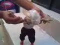 el sorprendente salto de un elfo