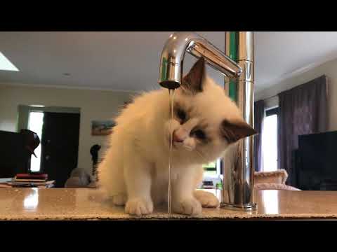 Ragdoll Cat Drinking Water From The Tap