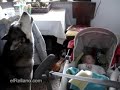 perro calla a bebe 
