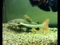 RAMBO THE REDTAILED CATFISH EATING HIS DINNER PRAWNS MMMMMM