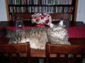 videos de California Kitties 2008