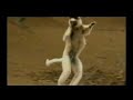 Madagascar DANCING LEMUR Madagascar DANCING LEMUR