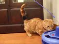 Cutest Cat Ever! Part 2 Cutest Cat Ever! Part 2