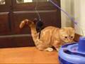 Cutest Cat Ever! Part 2