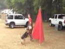 Dito bark & hold