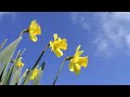 Daffodils Daffodils