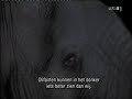 Troep leeuwen valt olifant aan in de nacht Troep leeuwen valt olifant aan in de nacht