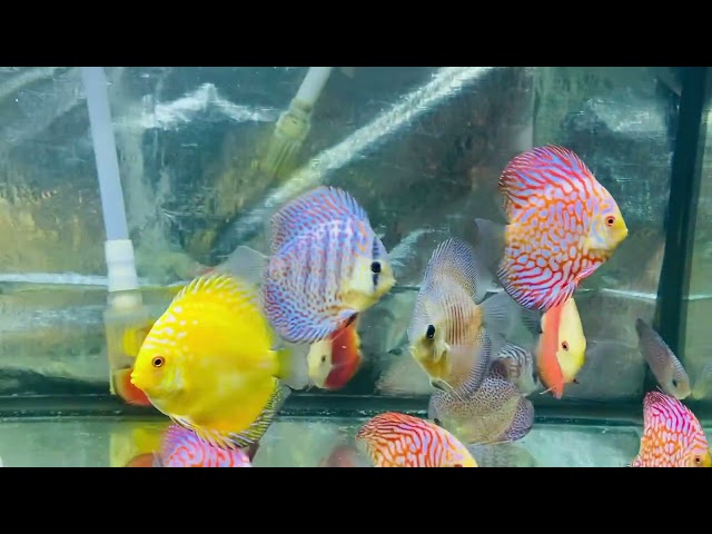 discus asiatiques 4 pouces nouvel arrivage Avril 2024 in Fish for Rehoming in Richmond