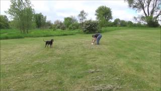 Chicago Dog Training Harley Off Leash with Suburban K9!