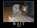 Funny cats in evry size and state =P