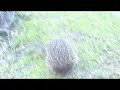 Echidnas Echidnas