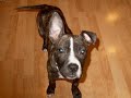 mike fry, host of animal wise radio and executive director of animal ark shelter, talks about denvers ban on so-called 