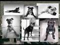 Denver's Pit Ban Bull