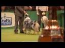 Crufts 2006 Pastoral Group Winner
