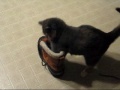 Spartie and Boot