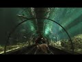 Shark Encounter, SeaWorld Orlando HD (1080p)