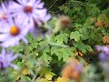 DSCF0344