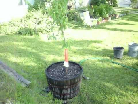 how to transplant nasturtiums