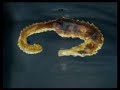 animation of a true elementary shape. music by zo� xenia, check her out at http://www.myspace.com/zoexenia