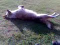 noo ess lenndo .. lo bautiise cmo jose
xq tenii los mismos ojitos q el verdadero .. uhh sii se q es pathetico .. y q e imorta.!!