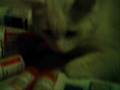 Willow the Earth Keeper Cat Returns - Part Deux
