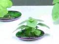 AeroGarden-Internati