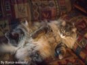 Funny cat Funny cat