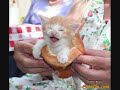 funny cats 15