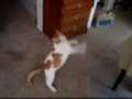 Stewie the amazing flying cat