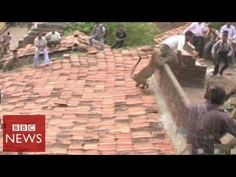 Leopard bites man's behind in India - BBC News
