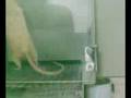 Discriminação Simples em Rattus Norvegicus