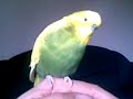 Genau Hinh�ren