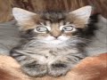 hypno cat hypno cat