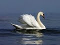 Le Cygne - virtual steam locomotive caliope. Le Cygne - virtual steam locomotive caliope.