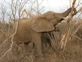 Attack Elephant Safari at Kruger ZA