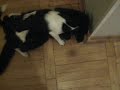 dog-cat2 dog-cat2