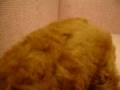 videos de 10/29 紅貴賓 poodle -公幼犬-日新犬舍