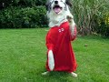 Cas - Agility/Tricks Highlights 2006