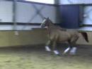 Hanoverian broodmare Batida www.hp-horses.de Hanoverian broodmare Batida www.hp-horses.de