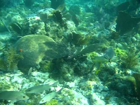 John Pennekamp Coral Reef State Park - Snorkeling Tour - Key Largo, FL - 8