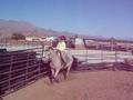 videos de 10/12/08 Lane in the round pen