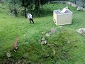 Lodjursdisco på skånes djurpark del5 Lodjursdisco på skånes djurpark del5