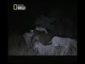 Leão é Morto por Mordida de Hipopótamo na Cabeça. Lion is