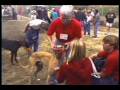 Ex-racing Greyhound Rescue
